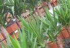 Wiagdonplant-nursery-10.jpg; ?>
